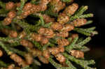 Eastern redcedar